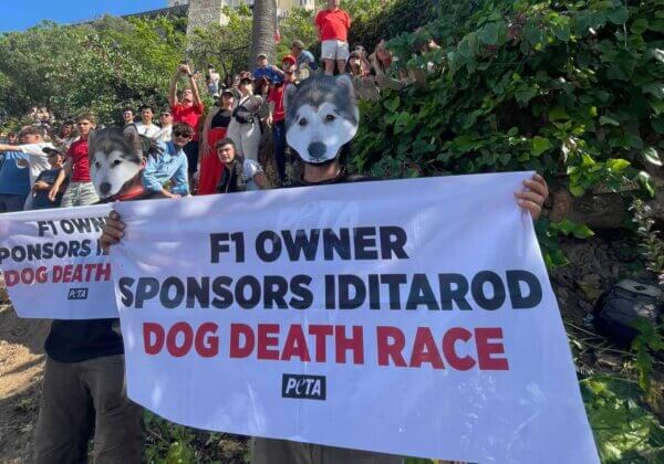 PETA au Grand Prix de Monaco pour protester contre une course de chiens mortelle
