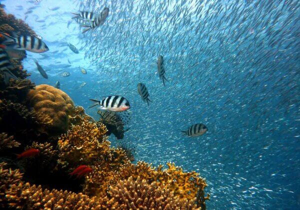 « La Petite Sirène » nous montre à quel point les poissons sont intelligents