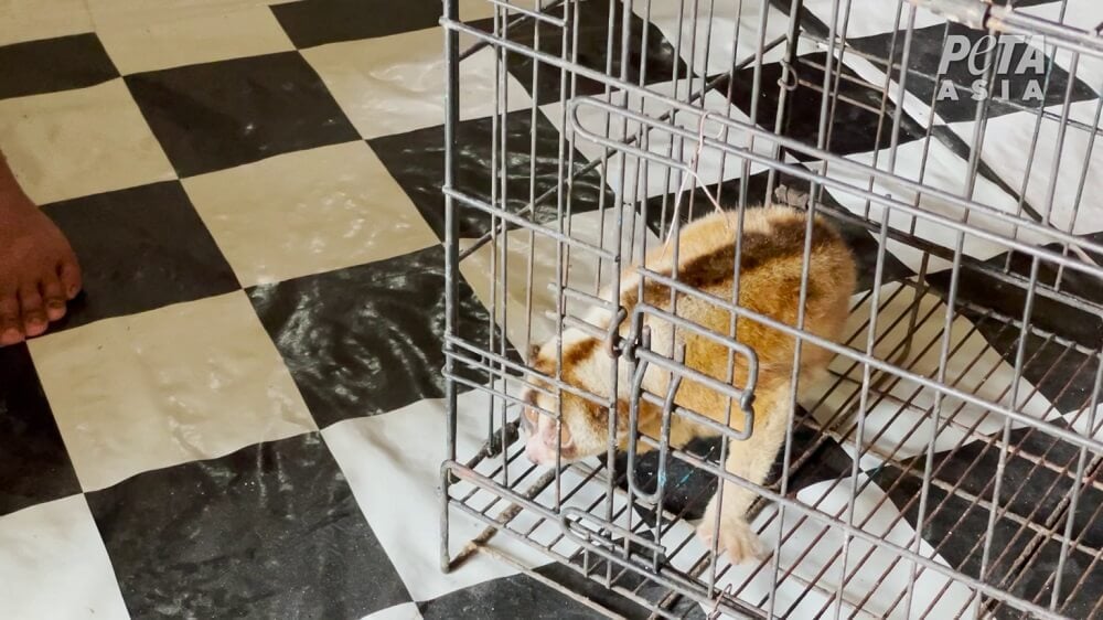 Révélations sur le trafic illégal d’animaux sauvages à Bali