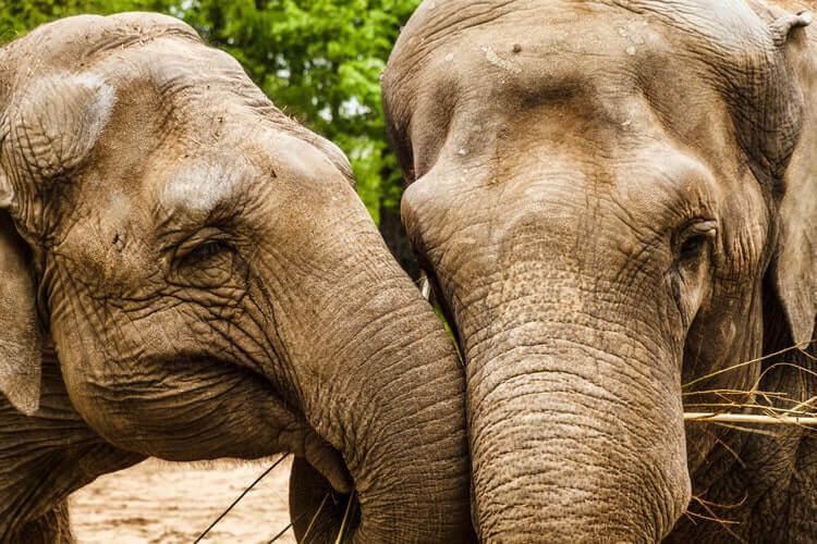 Ces animaux gays qui prouvent que l’homosexualité est naturelle