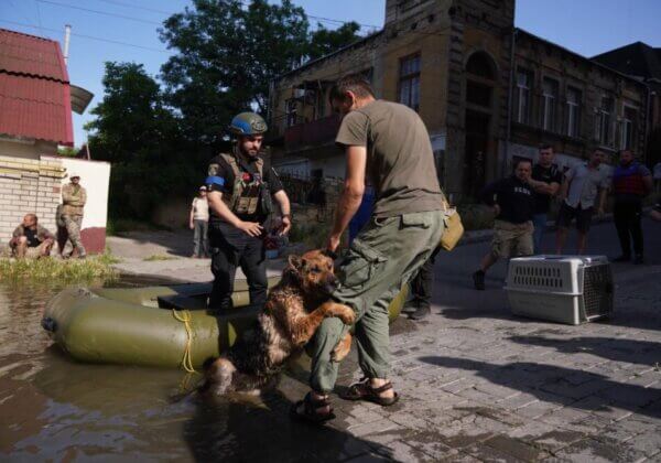 Les entités PETA sont en Ukraine et déplacent des montagnes pour aider les animaux en détresse
