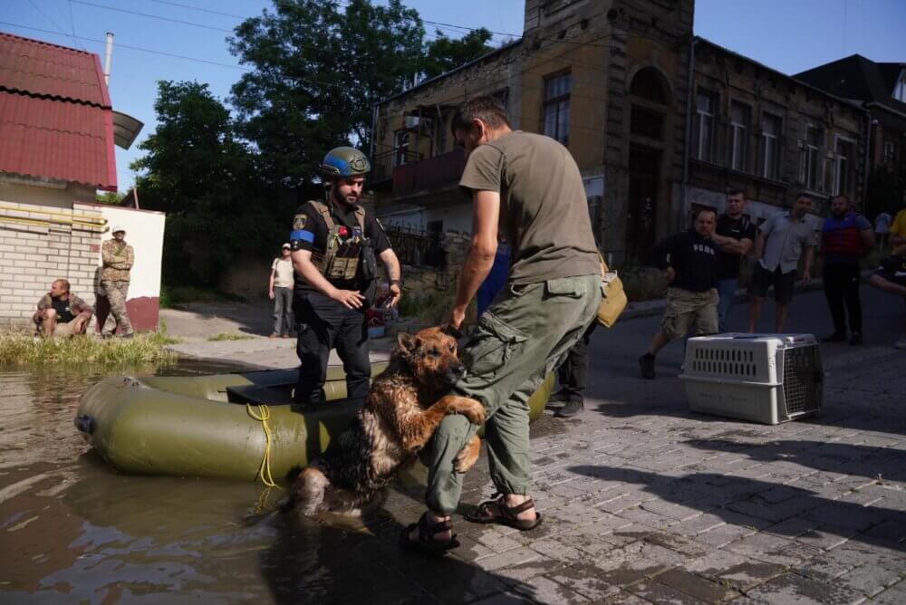 Deux ans passés à sauver les animaux en Ukraine : un aperçu du quotidien des équipes de secours