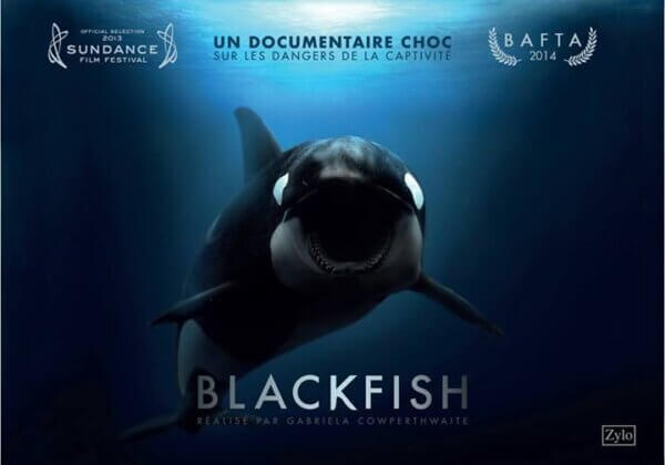 Célébrez le 10e anniversaire de « Blackfish » en organisant un visionnage