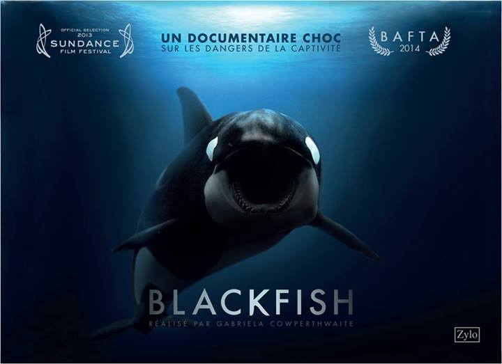 Célébrez le 10e anniversaire de « Blackfish » en organisant un visionnage