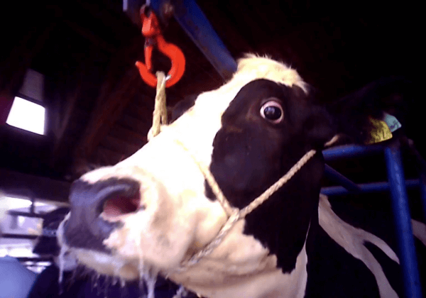 Révélations sur un centre de recherche qui brûle des veaux et frappe des vaches