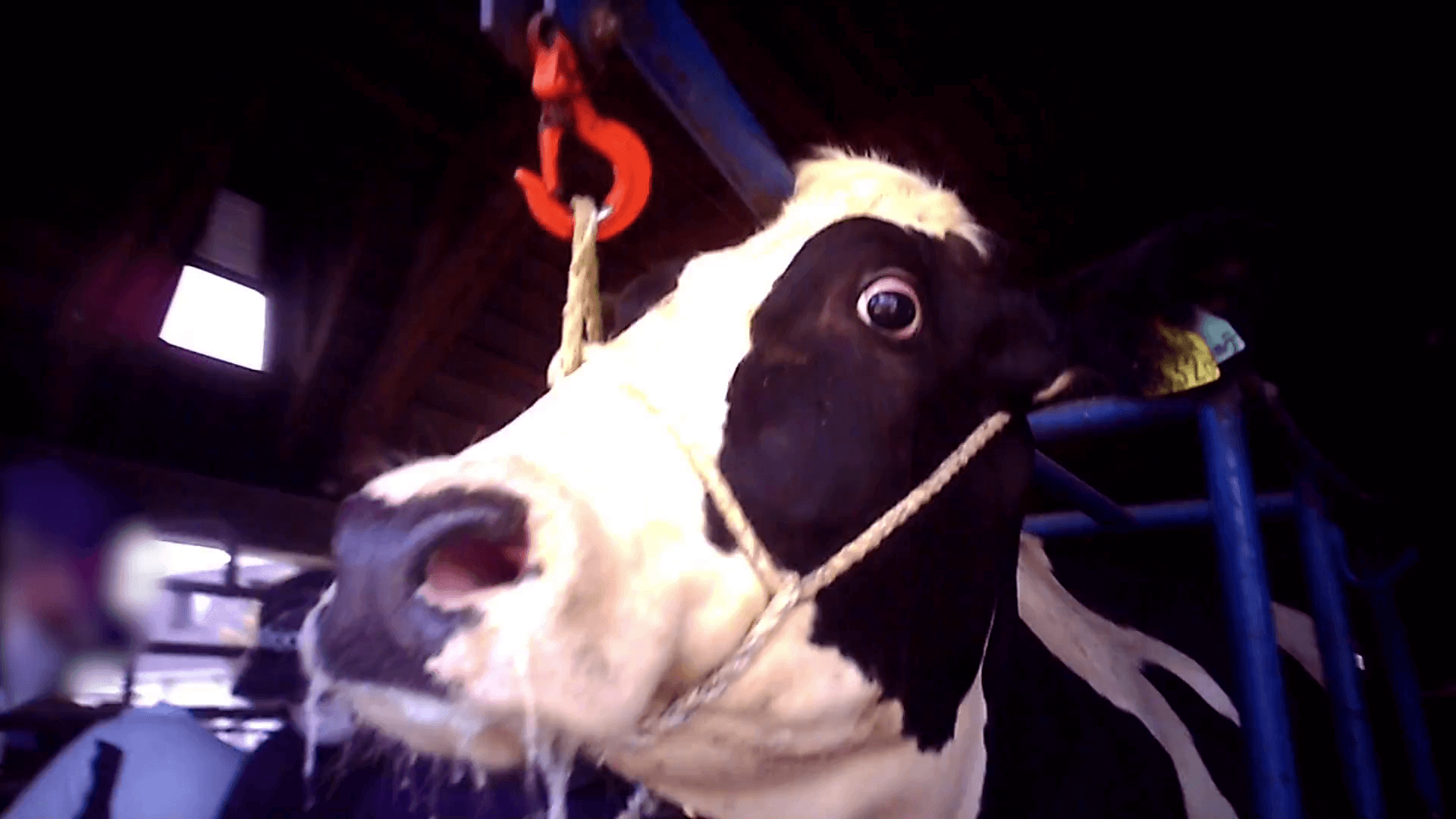 Révélations sur un centre de recherche qui brûle des veaux et frappe des vaches
