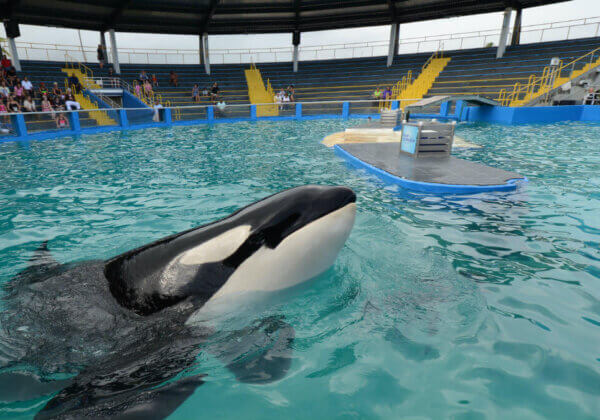 Lolita, l’orque la plus solitaire au monde, est morte