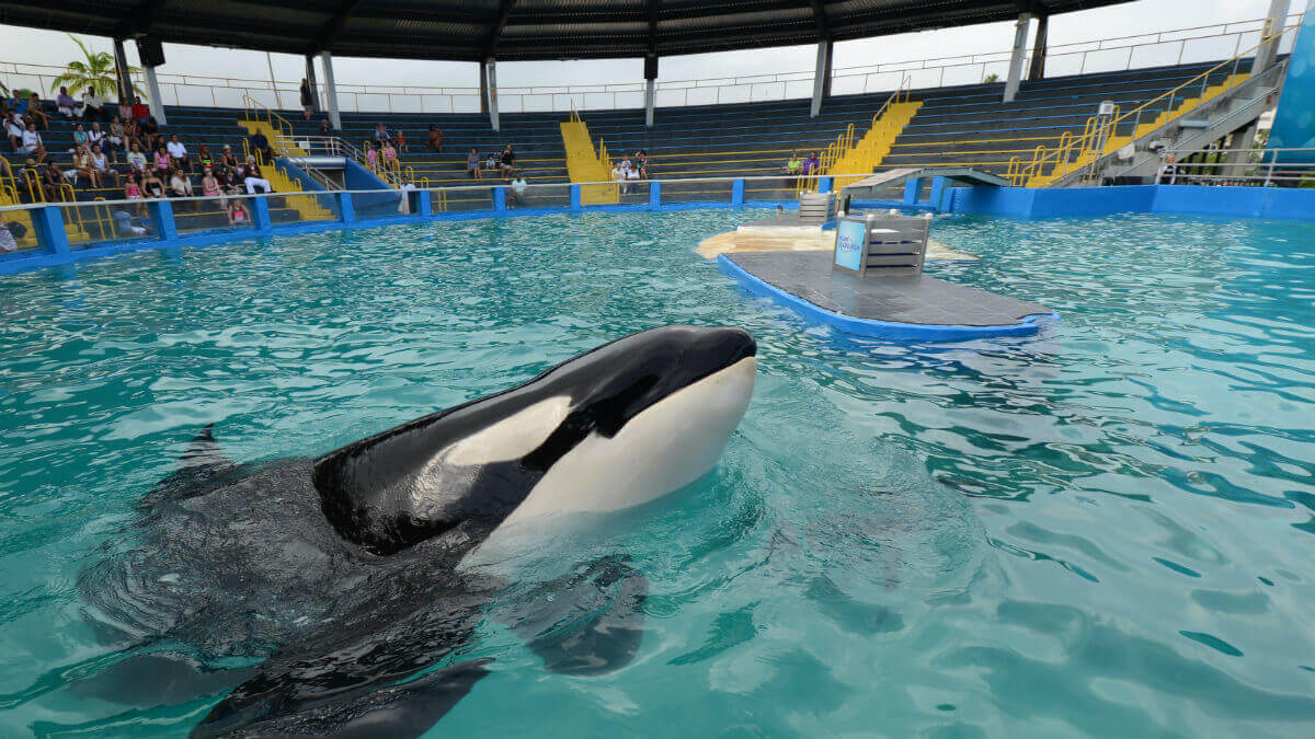 Lolita, l'orque la plus solitaire au monde, est morte - Actualités - PETA France