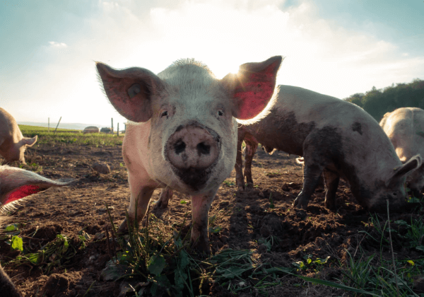 Les cochons tués dans un accident de camion à Barcelone méritent un mémorial