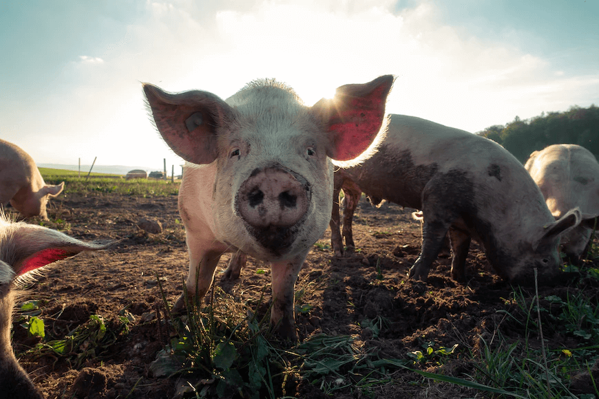 Les cochons tués dans un accident de camion à Barcelone méritent un mémorial