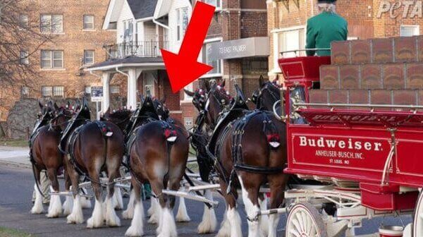 Une victoire pour PETA ! Budweiser abandonne l’amputation de la queue des chevaux Clydesdales