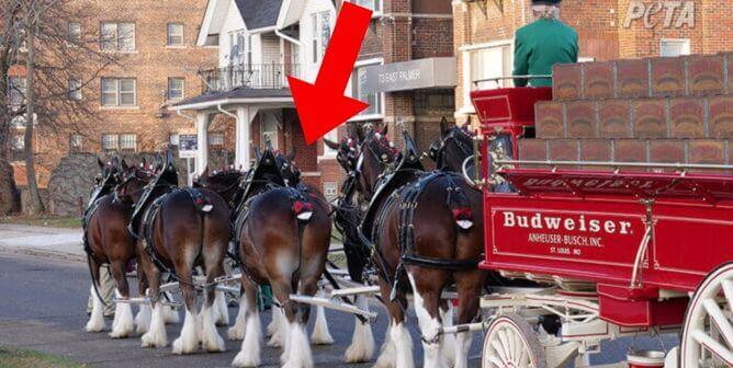 Une victoire pour PETA ! Budweiser abandonne l’amputation de la queue des chevaux Clydesdales