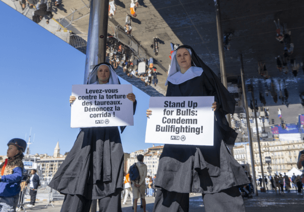 Des « nonnes géantes » appellent le pape François à rompre les liens entre l’Église et la corrida