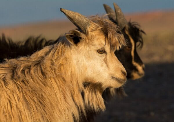 Victoire pour les chèvres ! Timberland, The North Face et Vans bannissent le cachemire