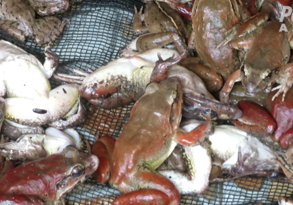 Appelez Carrefour et d’autres enseignes à ne plus vendre de cuisses de grenouille