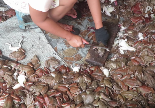 Révélations sur la cruauté du commerce de viande de grenouille