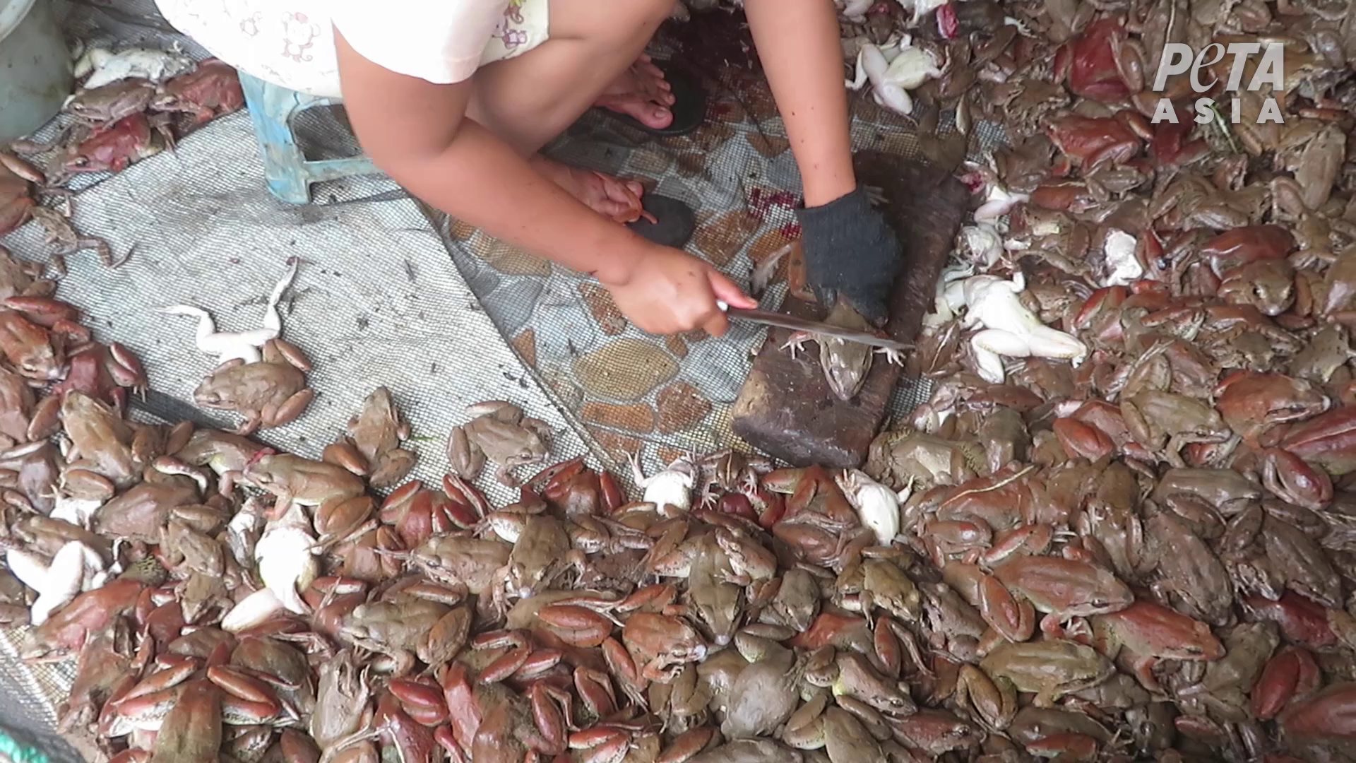 Révélations sur la cruauté du commerce de viande de grenouille