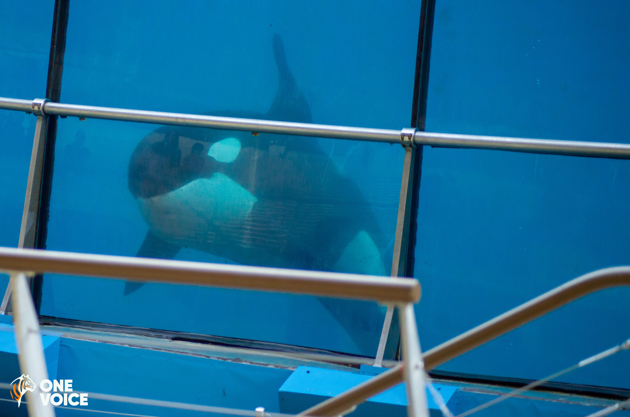 Décès au Marineland d’Antibes : l’orque Moana n’aura connu que la cruauté de la captivité