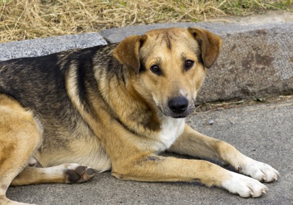 Au Maroc, des chiens et des chats sont brûlés, fusillés et empoisonnés – passez à l’action !