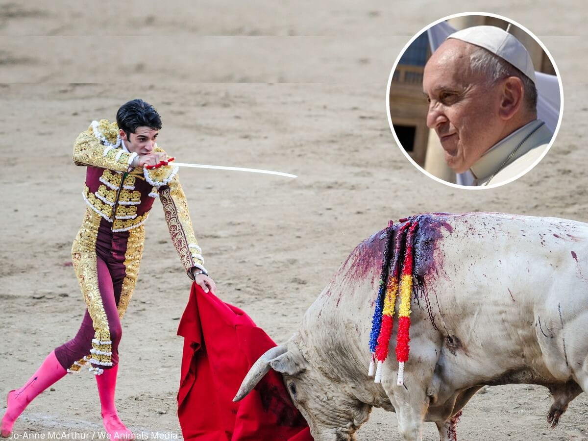 Des prêtres catholiques demandent au pape de rompre les liens entre l’Église et la corrida