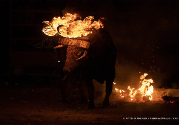 Aidez-nous à mettre fin au sadique festival du « taureau de feu » à Soria