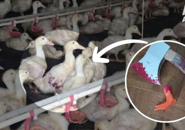 « Patte de canard » et « hache » ensanglantées : le colis choquant de PETA États-Unis au PDG de H&M