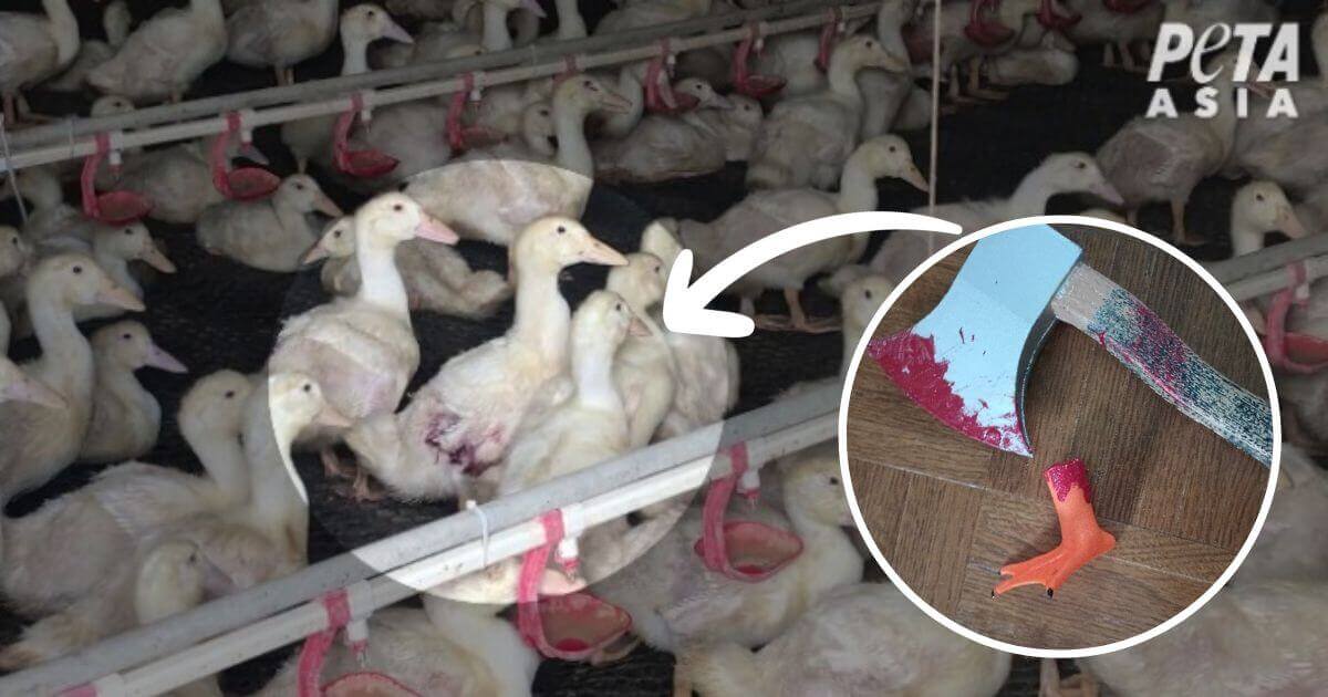 « Patte de canard » et « hache » ensanglantées : le colis choquant de PETA États-Unis au PDG de H&M