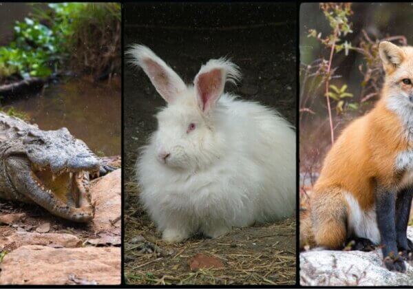 Bonne nouvelle ! Isabel Marant a dit stop à l’angora, à la fourrure et aux peaux exotiques