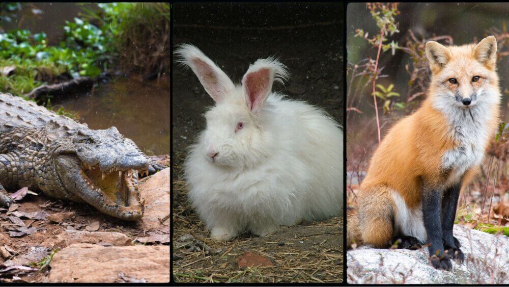 Bonne nouvelle ! Isabel Marant a dit stop à l’angora, à la fourrure et aux peaux exotiques