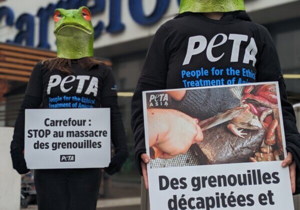 Des « grenouilles » devant le siège de Carrefour pour appeler l’enseigne à cesser de vendre leurs cuisses