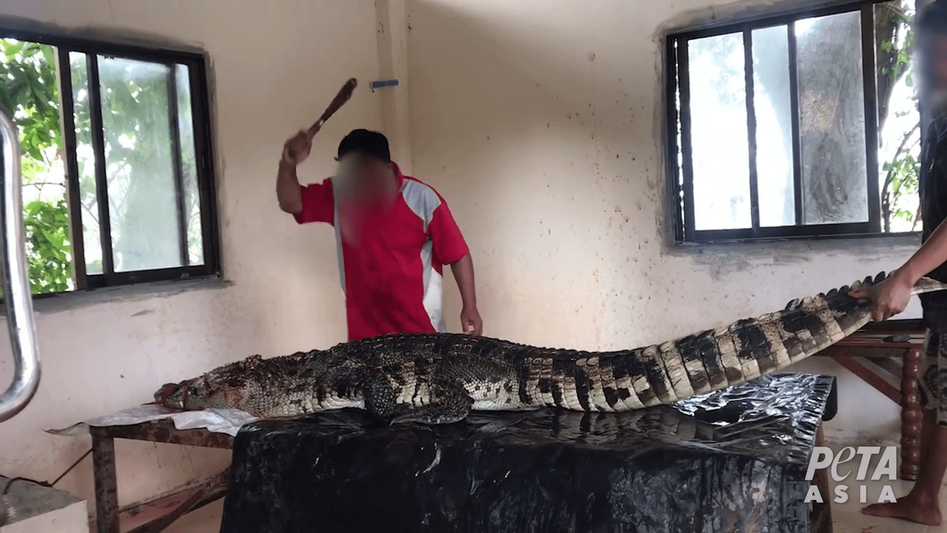 Des employés en Thaïlande poignardent des crocodiles et les écorchent vifs