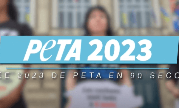 Les victoires pour les animaux de PETA en 2023