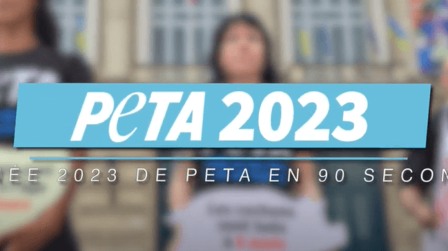 Les victoires pour les animaux de PETA en 2023