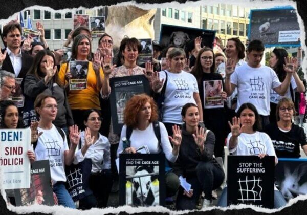 Des militants attaquent en justice la Commission européenne pour son incapacité à agir en faveur des animaux
