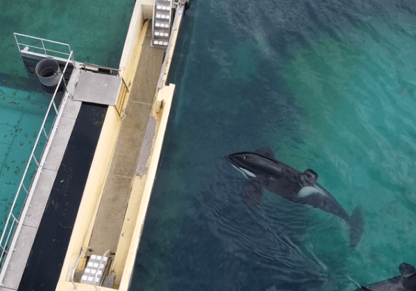 Nouveau décès au Marineland d’Antibes : l’orque Inouk est morte