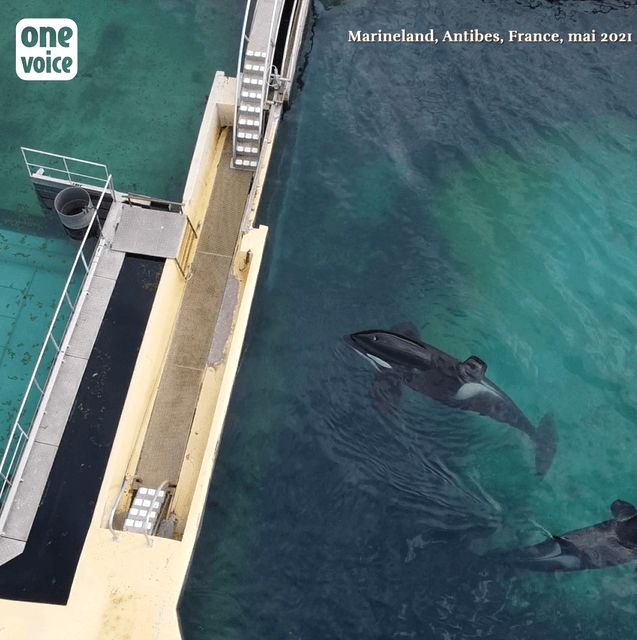 Nouveau décès au Marineland d’Antibes : l’orque Inouk est morte