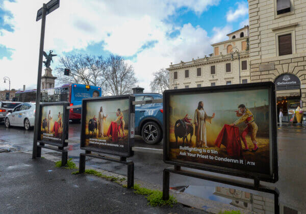 Jésus appelle à la miséricorde pour les taureaux dans une nouvelle campagne de PETA