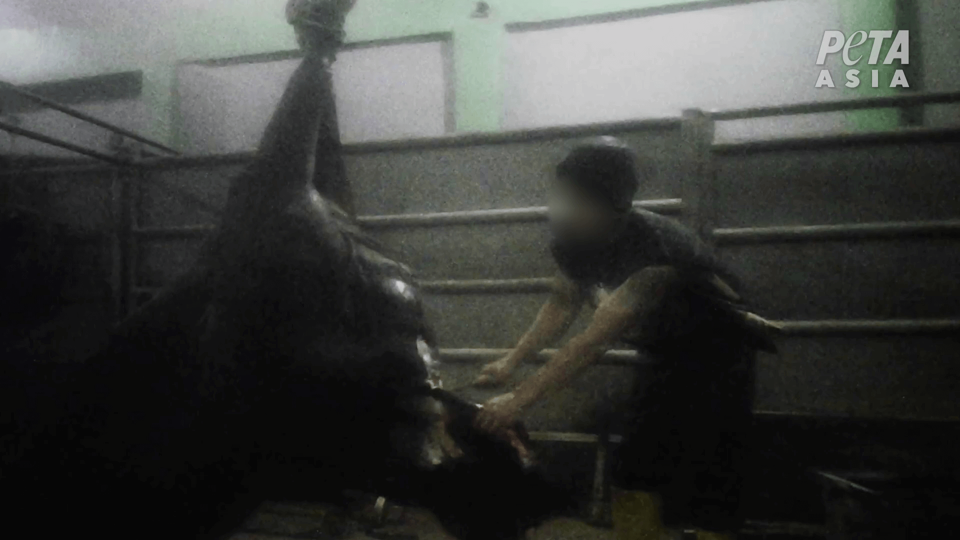 PETA Asie révèle que le bétail australien est toujours massacré en Indonésie