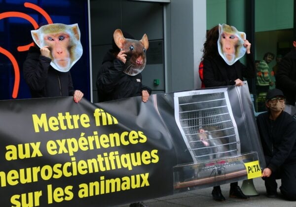 Journée mondiale pour les animaux dans les laboratoires : des « primates » protestent contre les expériences atroces que subissent des singes