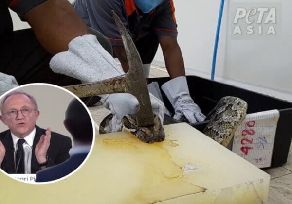 Les pythons méritent mieux ! PETA États-Unis diffuse une vidéo de serpents massacrés lors de la réunion annuelle de Kering