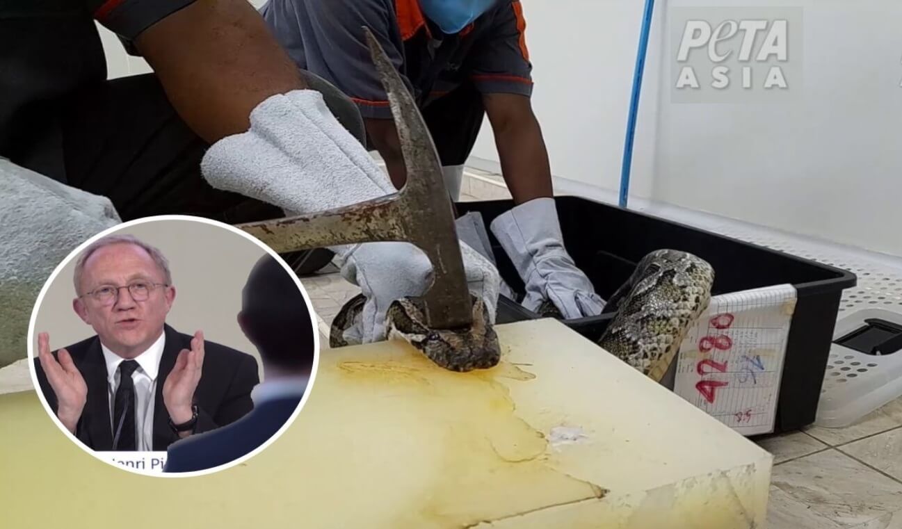 Les pythons méritent mieux ! PETA États-Unis diffuse une vidéo de serpents massacrés lors de la réunion annuelle de Kering