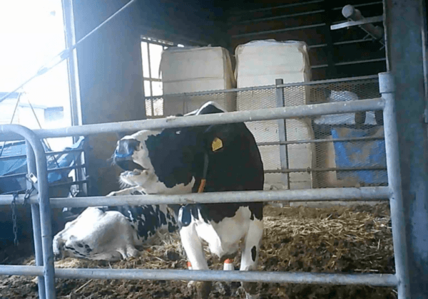 Dans l’enfer des fermes laitières japonaises