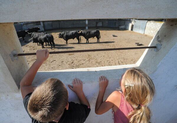 Pourquoi PETA veut interdire les corridas aux enfants