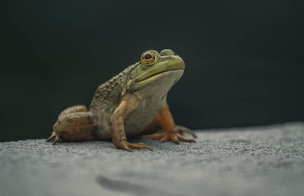 Bonne nouvelle ! Carrefour cesse la vente de cuisses de grenouilles après des révélations glaçantes de PETA