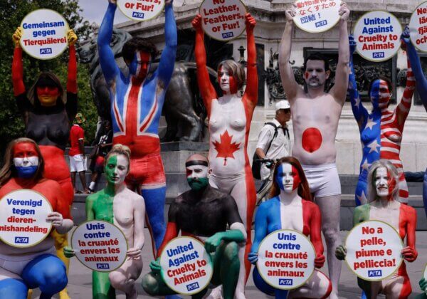 Les Jeux Olympiques de Paris 2024 sont sponsorisés par la maltraitance animale