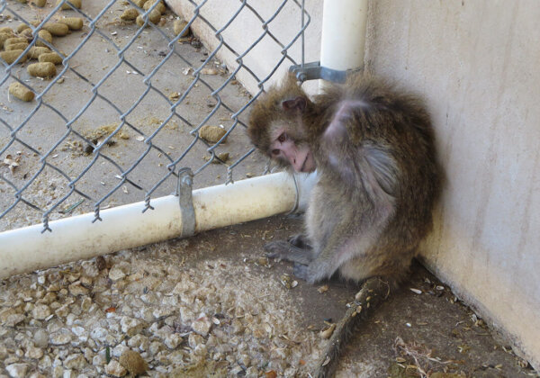 Dites à Ethiopian Airlines d’arrêter de transporter des singes vers des laboratoires