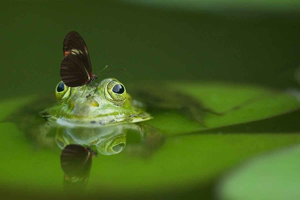 Victoire ! Coopérative U cesse de vendre des cuisses de grenouilles indonésiennes