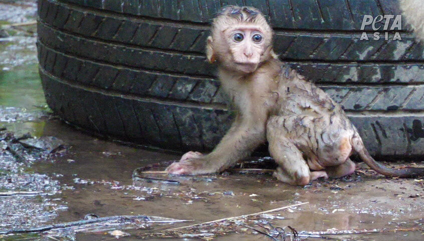 Le créateur de « The White Lotus » écrit à la première ministre thaïlandaise au nom des bébés singes