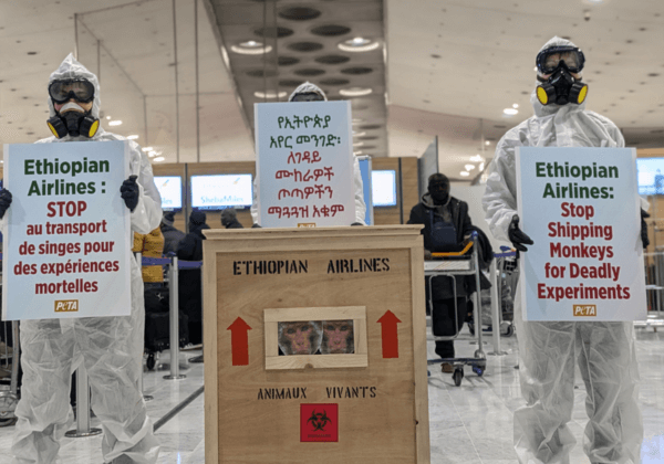 Des « cris de singes » s&rsquo;échappent d&rsquo;une caisse d&rsquo;expédition à l&rsquo;aéroport de CDG !