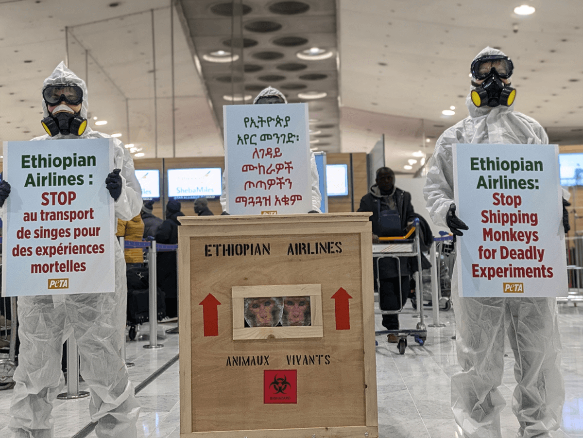 Des « cris de singes » s&rsquo;échappent d&rsquo;une caisse d&rsquo;expédition à l&rsquo;aéroport de CDG !